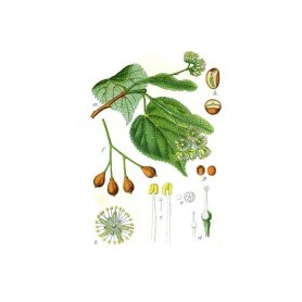 P81 TILLEUL (PLANTE)