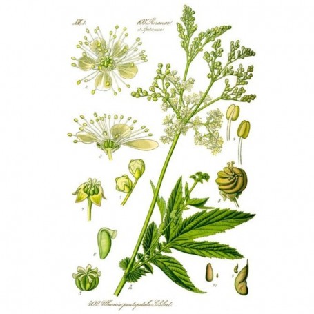 P317 REINE DES PRÉS