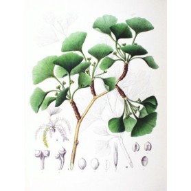 P372 GINKGO Feuille