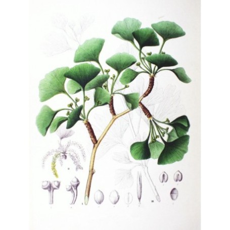 P372 GINKGO Feuille
