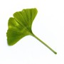 P372 GINKGO Feuille