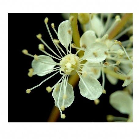 P117 REINE DES PRÉS BIO